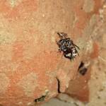 Eumeninae sp, Alice Springs, NT