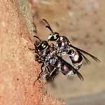 Eumeninae sp, Alice Springs, NT