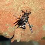 Eumeninae sp, Alice Springs, NT