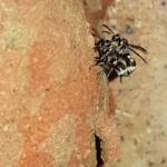 Eumeninae sp, Alice Springs, NT