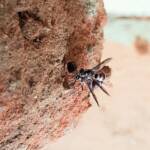 Eumeninae sp, Alice Springs, NT