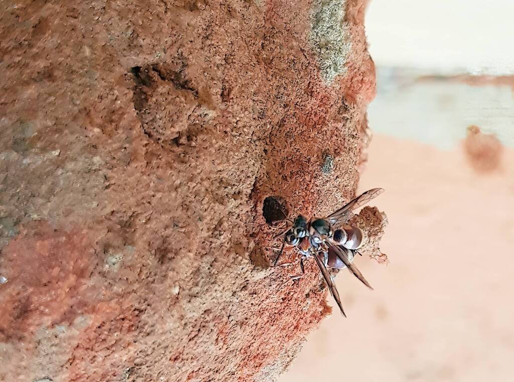 Eumeninae sp, Alice Springs, NT