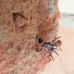 Eumeninae sp, Alice Springs, NT