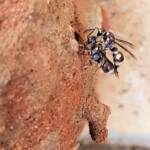 Eumeninae sp, Alice Springs, NT