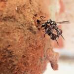 Eumeninae sp, Alice Springs, NT