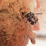 Eumeninae sp, Alice Springs, NT