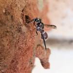 Eumeninae sp, Alice Springs, NT