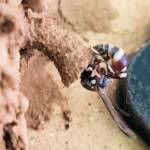 Paralastor sp (subfamily Eumeninae) - small potter wasp, Alice Springs NT