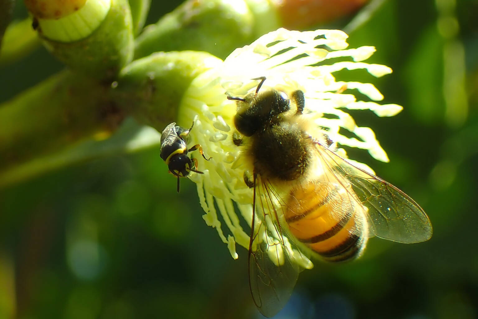 European Honey Bee and the Hylaeus (Gnathoprosopis) © Gary Taylor