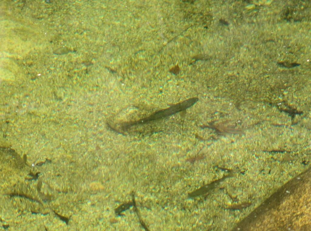 Fish at Ladies Bath, Eurobin Falls, Mount Buffalo National Park