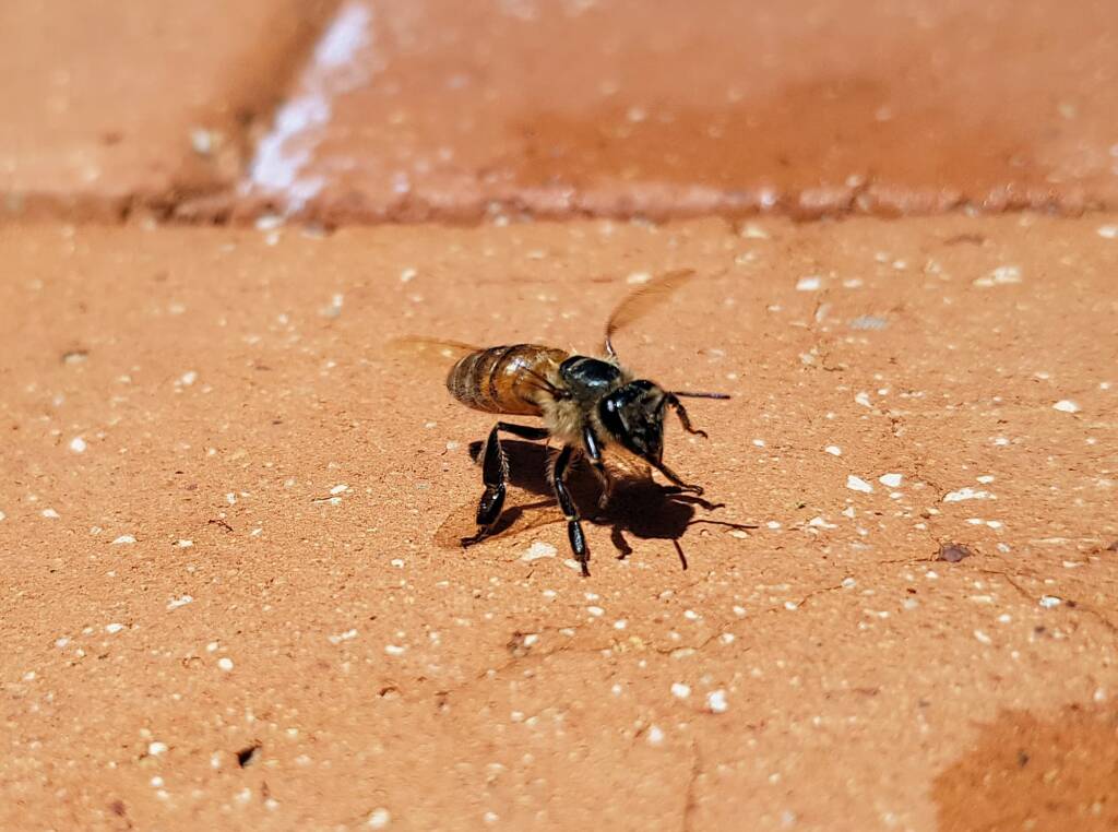 European Honey Bee (Apis mellifera) rescued from a swimming pool, Alice Springs, NT