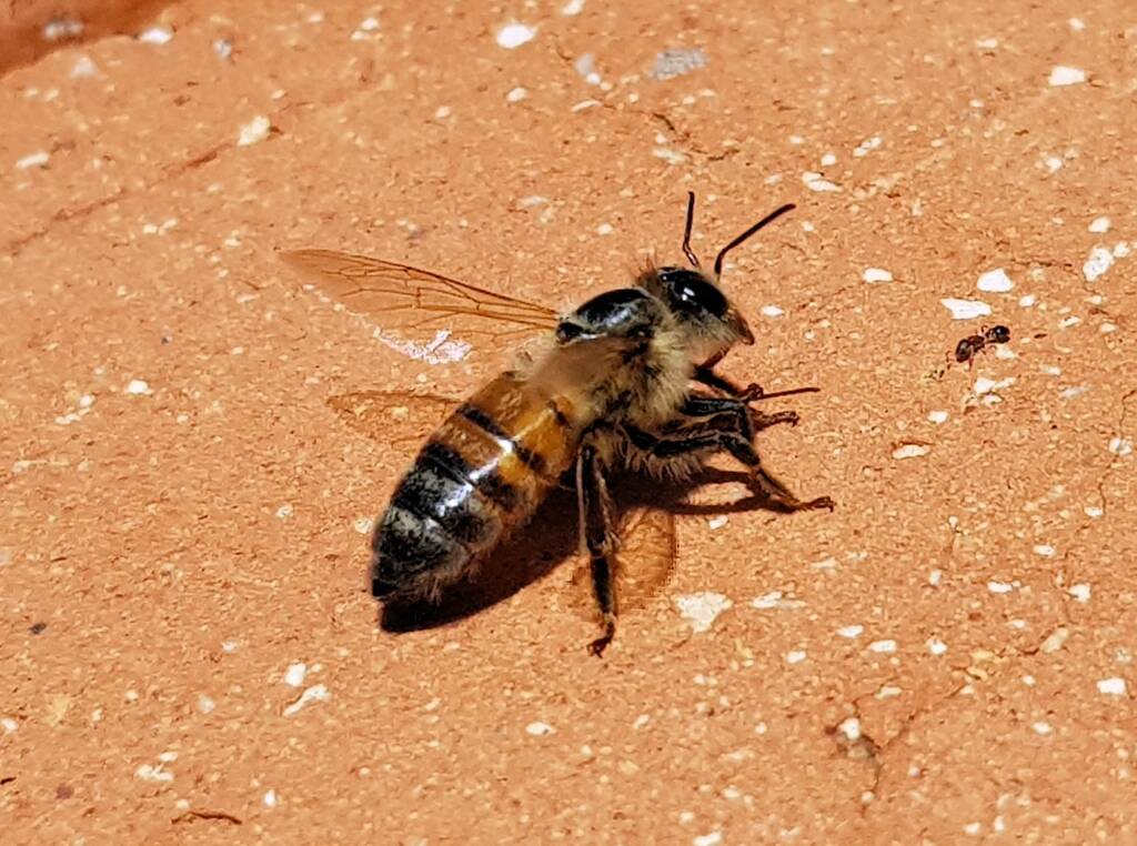 European Honey Bee (Apis mellifera) rescued from a swimming pool, Alice Springs, NT
