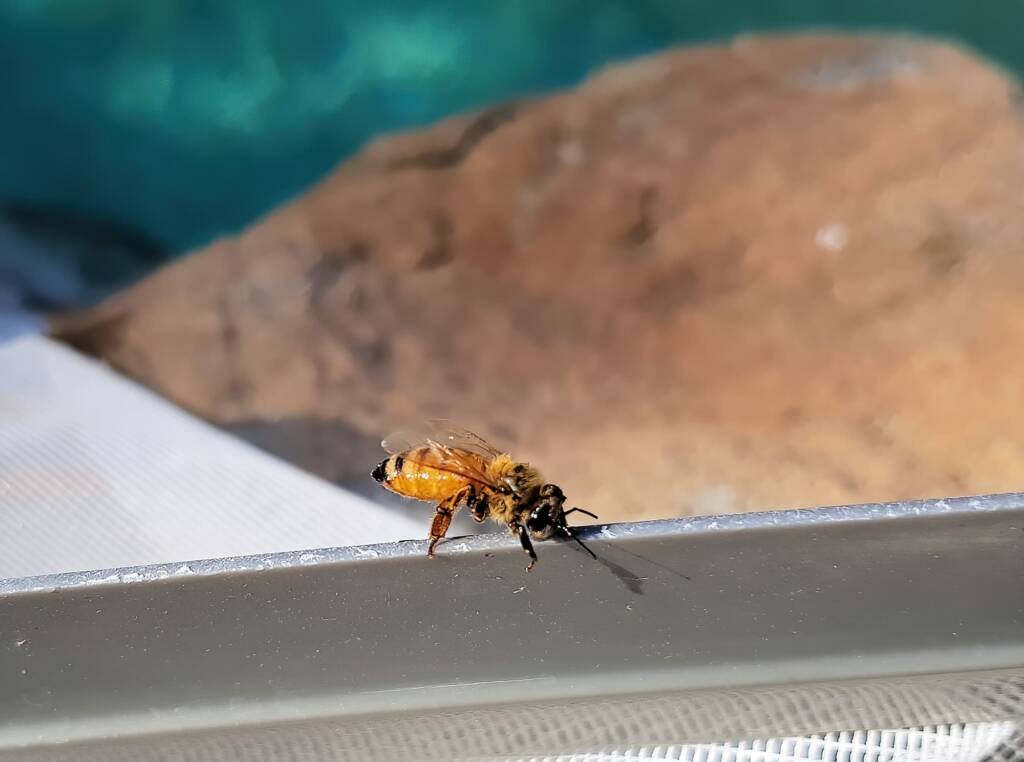 European Honey Bee (Apis mellifera), Alice Springs NT