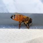European Honey Bee (Apis mellifera), Alice Springs NT