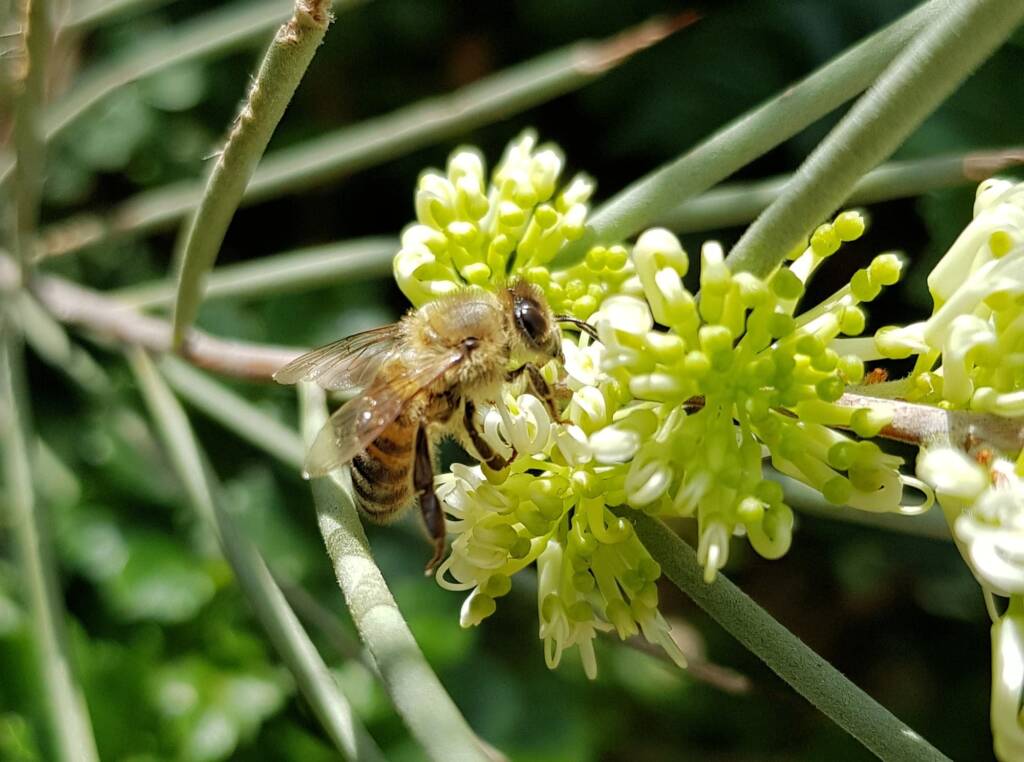 European Honey Bee (Apis mellifera) on Needlewood (Hakea leucoptera), Alice Springs NT