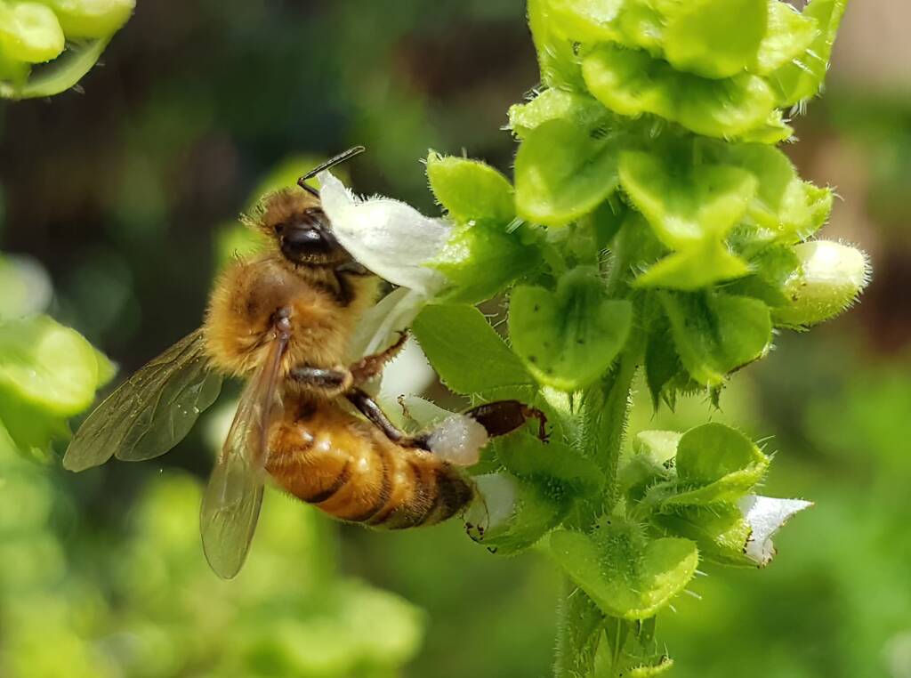 European Honey Bee on Sweet Basil (Ocimum basilicum), Alice Springs NT