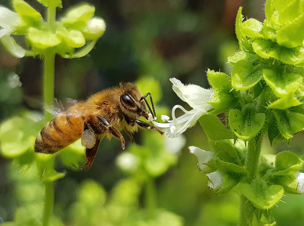 European Honey Bee on Sweet Basil (Ocimum basilicum), Alice Springs NT
