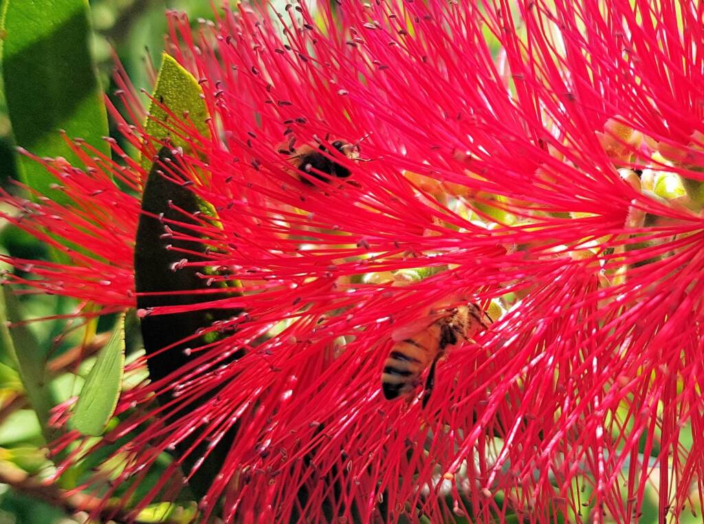 European Honey Bees on Crimson Bottlebrush (Callistemon citrinus), Dee Why, Northern Beaches NSW