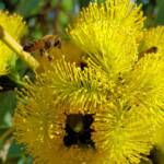 European Honey Bee on Eucalyptus erythrocorys, Alice Springs, NT