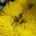 European Honey Bee on Eucalyptus erythrocorys, Alice Springs, NT