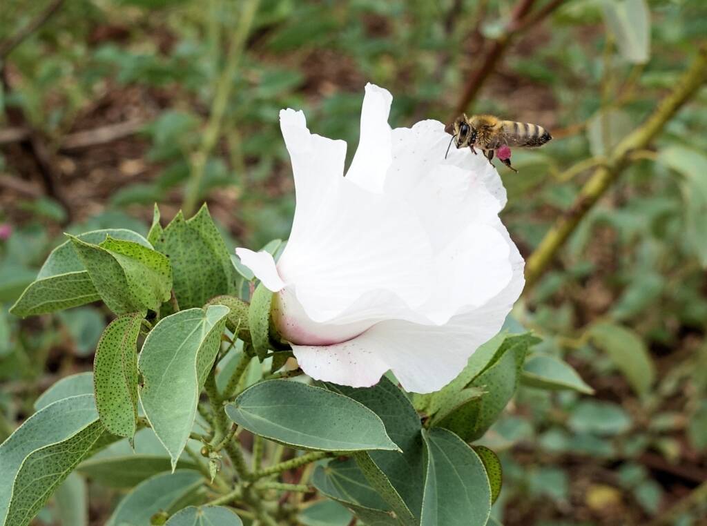 European Honey Bee (Apis mellifera) / Gossypium sturtianum (Sturt's Desert Rose), Alice Springs, NT