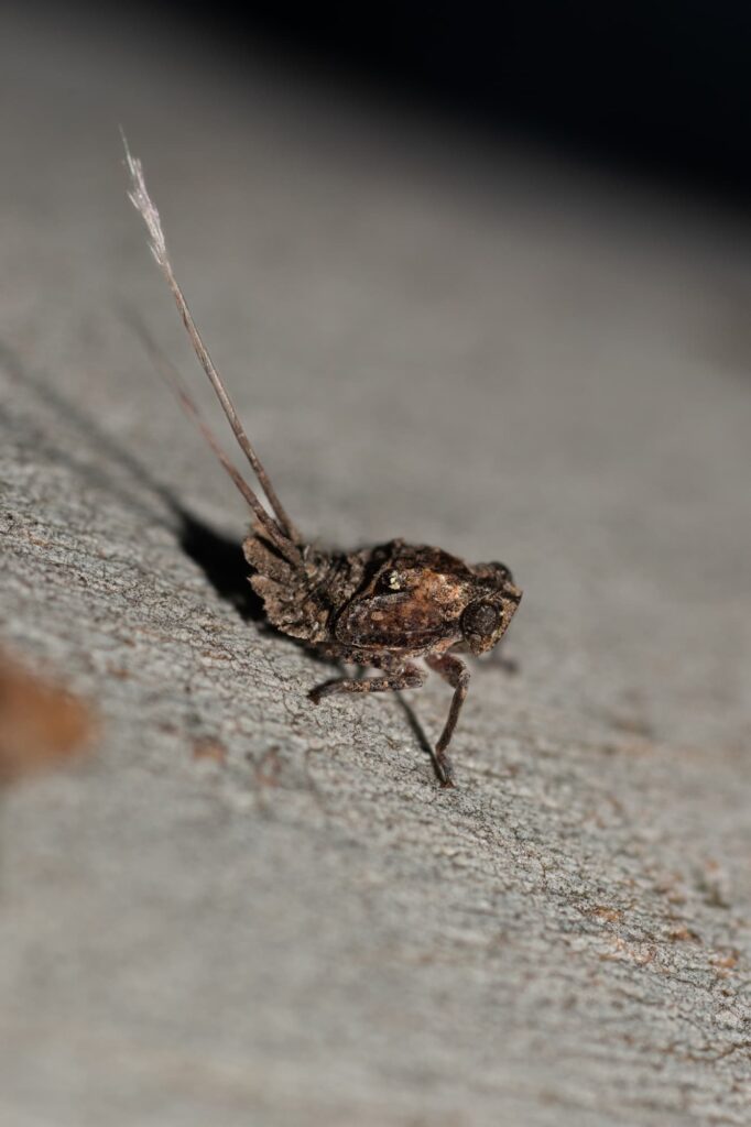 Eurybrachidae planthopper, Maylands WA © Bruce Rollerson