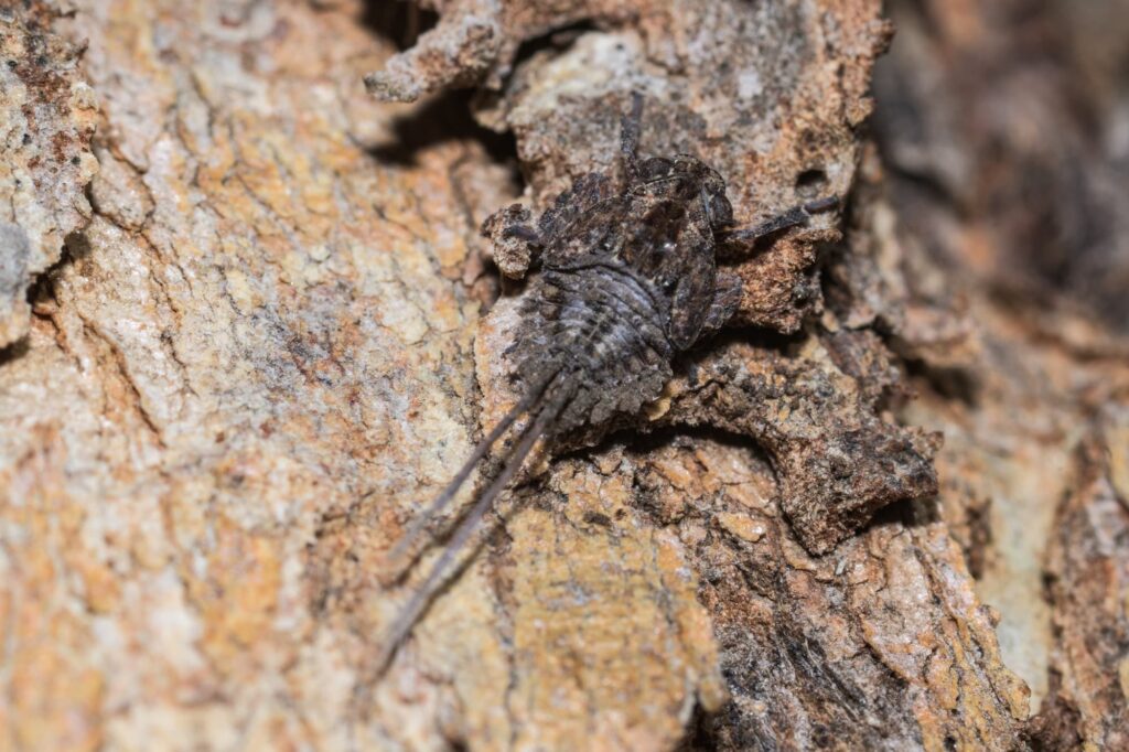 Eurybrachidae planthopper, Maylands WA © Bruce Rollerson