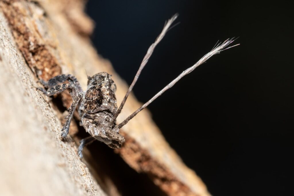 Eurybrachidae planthopper, Maylands WA © Bruce Rollerson