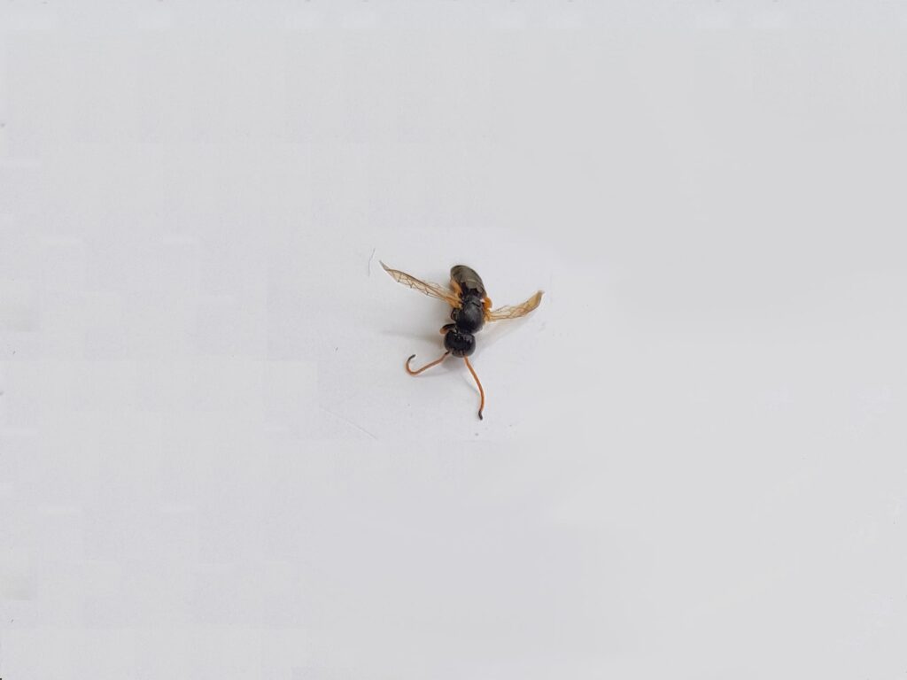 Euryglossa sp (subfamily Euryglossinae), Alice Springs NT