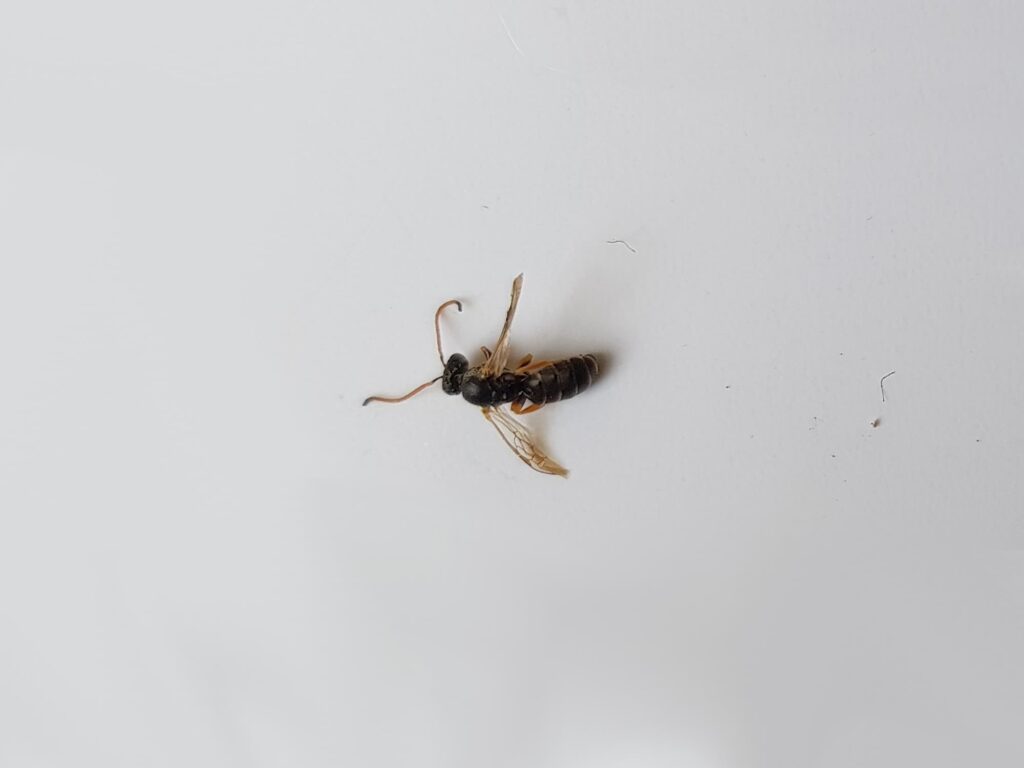 Euryglossa sp (subfamily Euryglossinae), Alice Springs NT