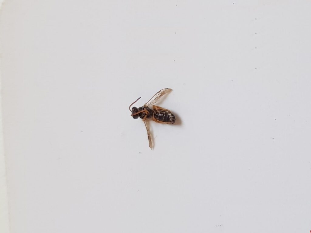 Euryglossa sp (subfamily Euryglossinae), Alice Springs NT