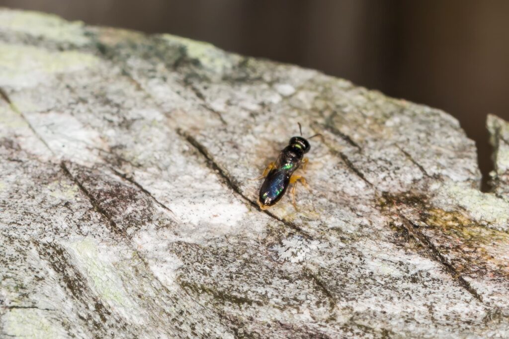 Yellow-bellied Baldy bee (Euryglossina hypochroma), Emerald Beach NSW © Norm Farmer