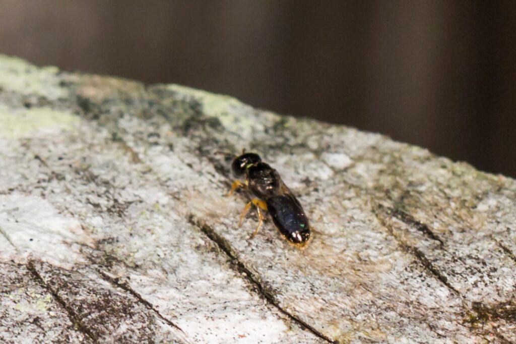 Yellow-bellied Baldy bee (Euryglossina hypochroma), Emerald Beach NSW © Norm Farmer