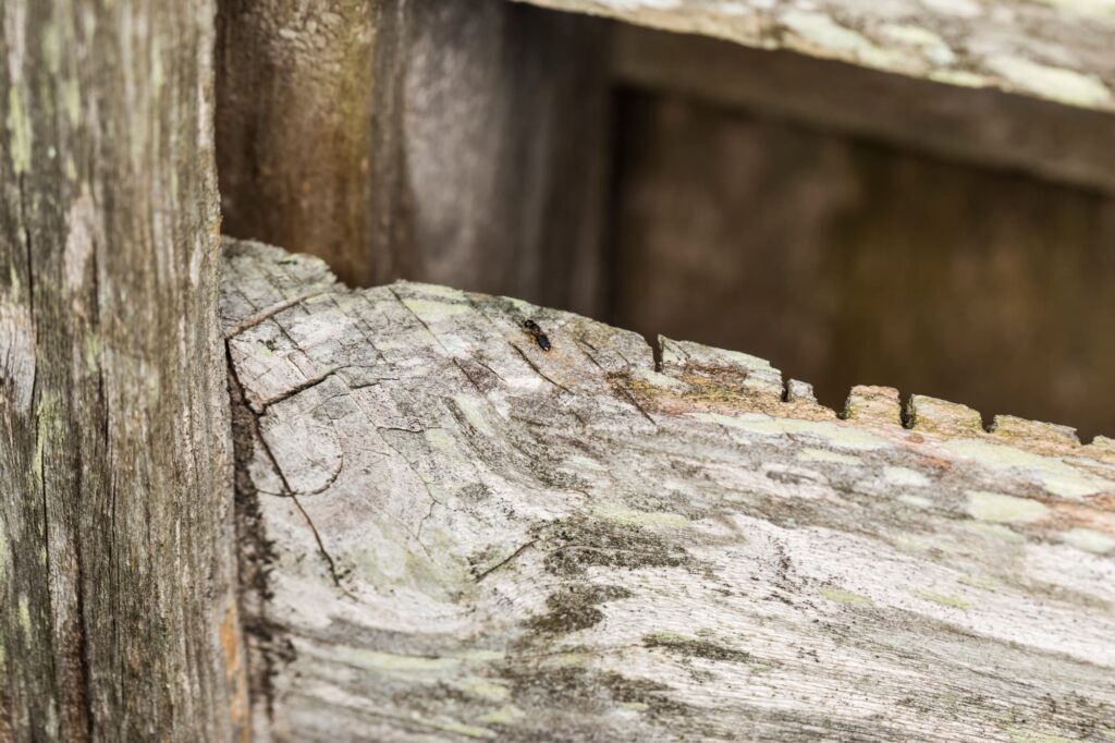 Yellow-bellied Baldy bee (Euryglossina hypochroma), Emerald Beach NSW © Norm Farmer