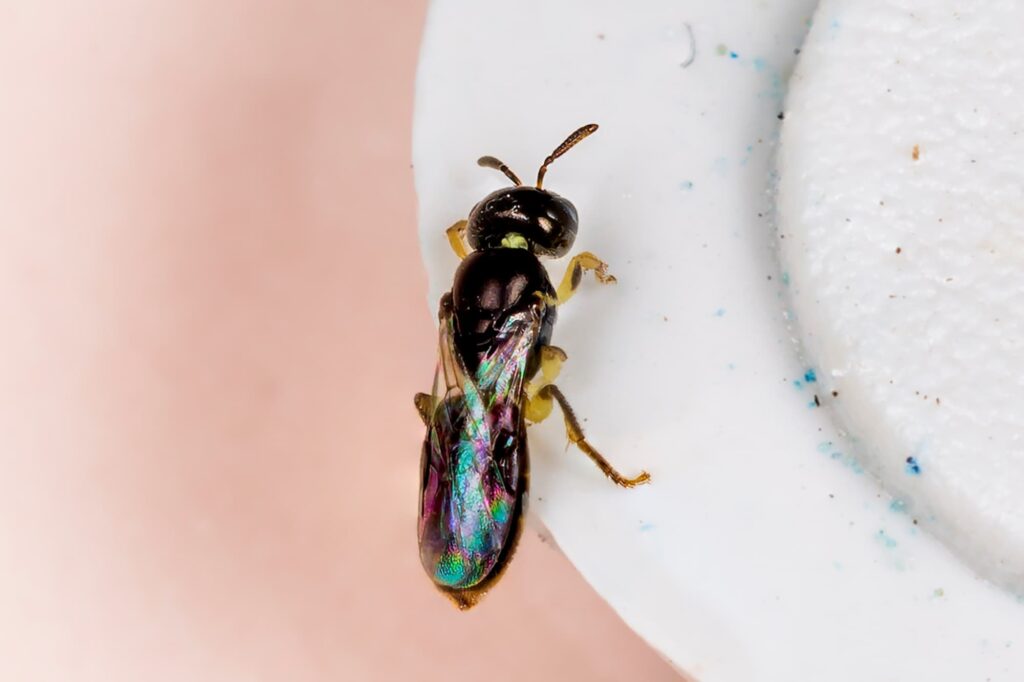 Yellow-bellied Baldy bee (Euryglossina hypochroma), Emerald Beach NSW © Norm Farmer