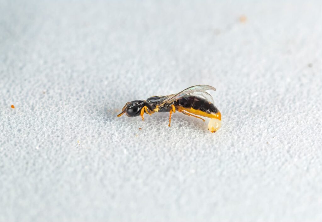 Yellow-bellied Baldy bee (Euryglossina hypochroma), Emerald Beach NSW © Norm Farmer