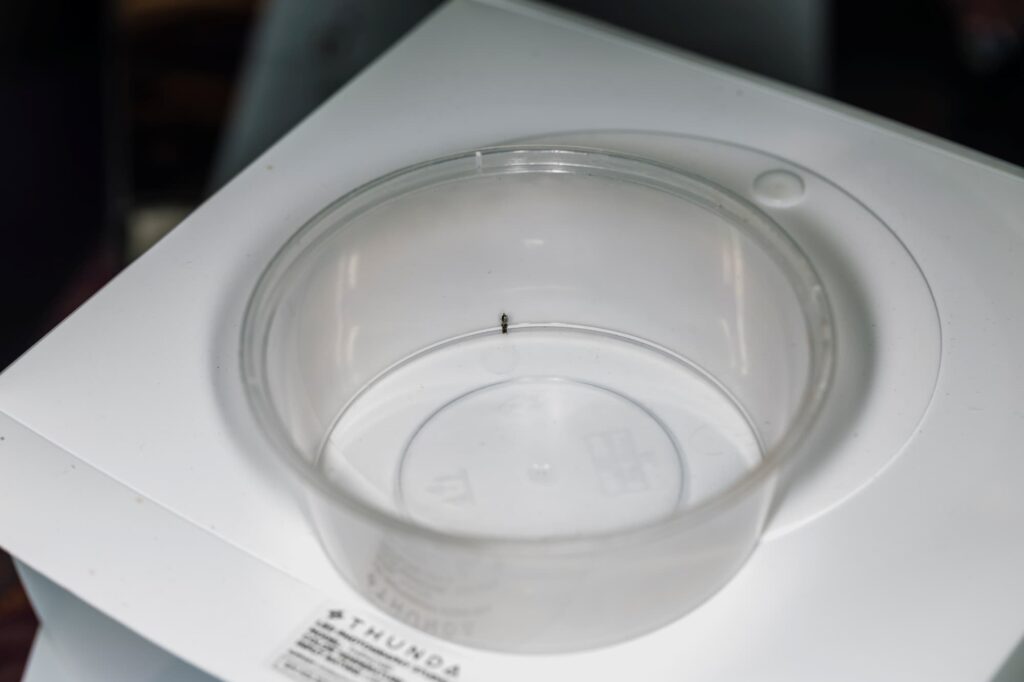 Yellow-bellied Baldy bee (Euryglossina hypochroma), Emerald Beach NSW © Norm Farmer