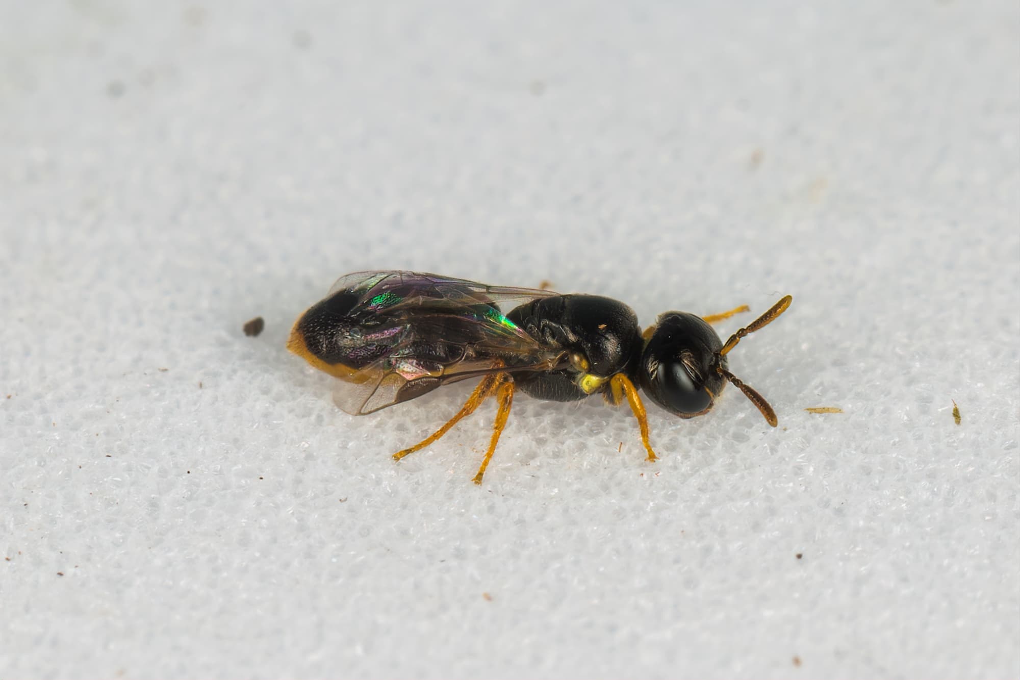 Yellow-bellied Baldy bee (Euryglossina hypochroma), Emerald Beach NSW © Norm Farmer