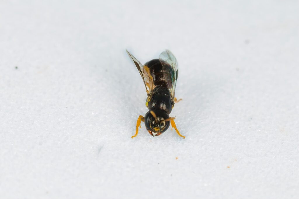 Yellow-bellied Baldy bee (Euryglossina hypochroma), Emerald Beach NSW © Norm Farmer