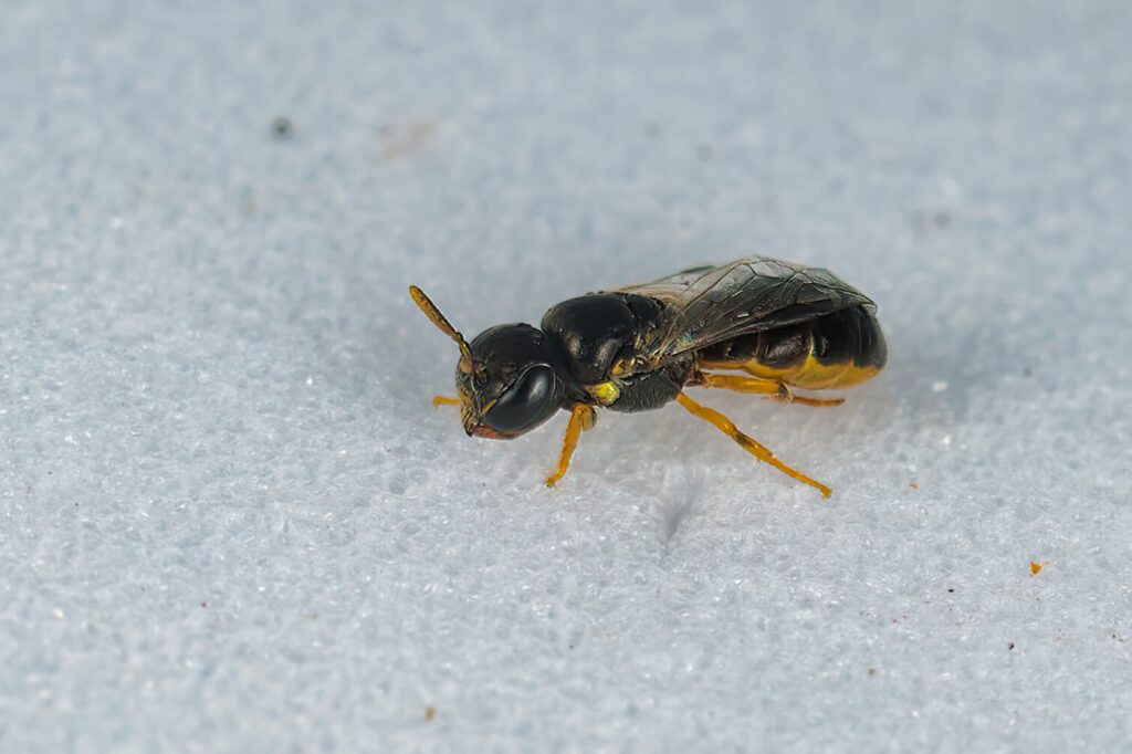 Yellow-bellied Baldy bee (Euryglossina hypochroma), Emerald Beach NSW © Norm Farmer