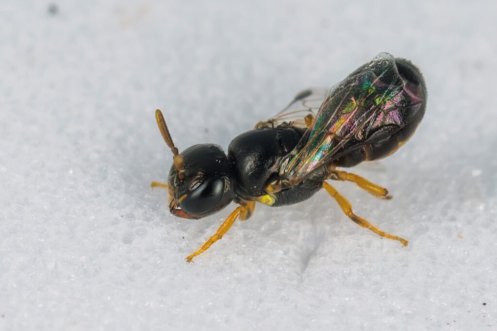 Yellow-bellied Baldy bee (Euryglossina hypochroma), Emerald Beach NSW © Norm Farmer