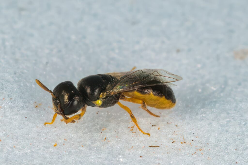 Yellow-bellied Baldy bee (Euryglossina hypochroma), Emerald Beach NSW © Norm Farmer