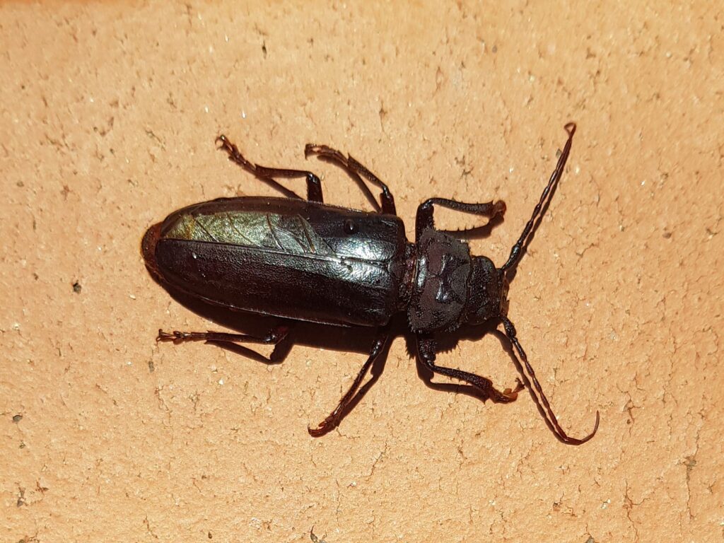Eurynassa servillei (member of Tooth-necked and Aberrant Longhorn Beetles), Alice Springs NT