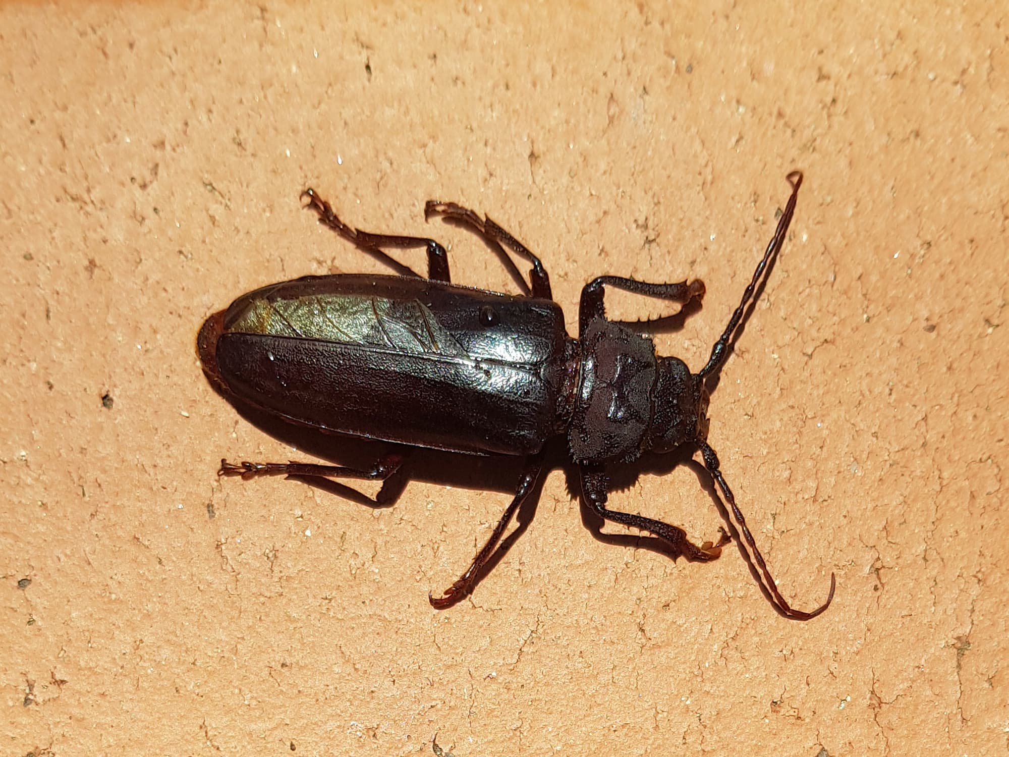 Eurynassa servillei (member of Tooth-necked and Aberrant Longhorn Beetles), Alice Springs NT