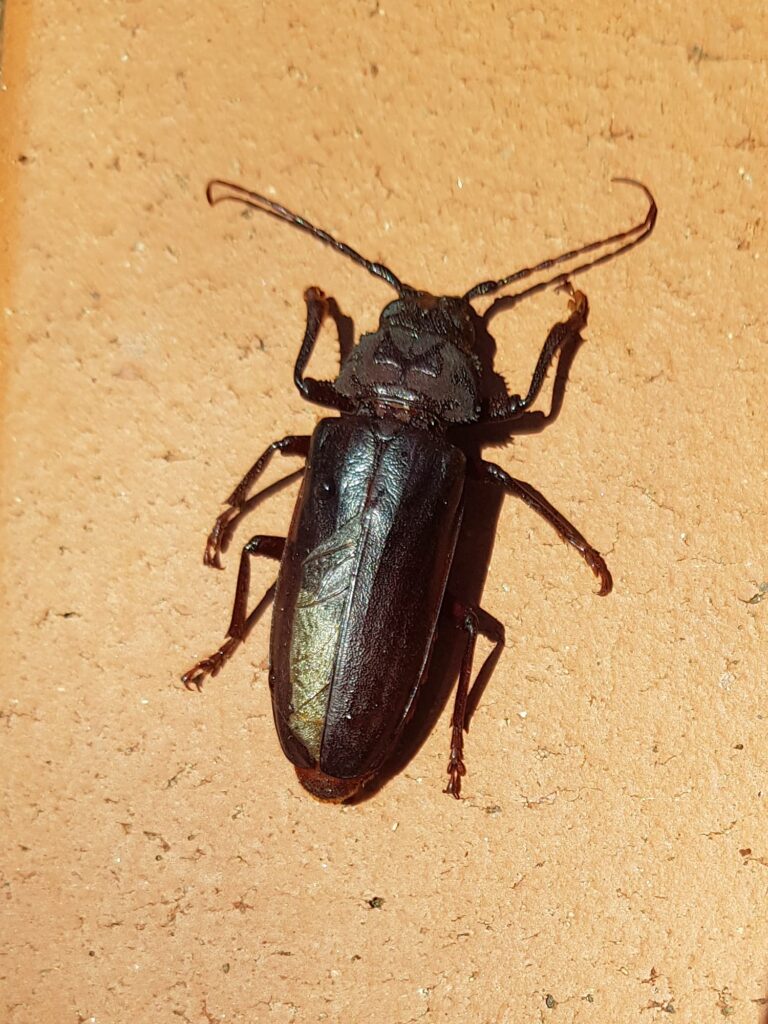 Eurynassa servillei (member of Tooth-necked and Aberrant Longhorn Beetles), Alice Springs NT