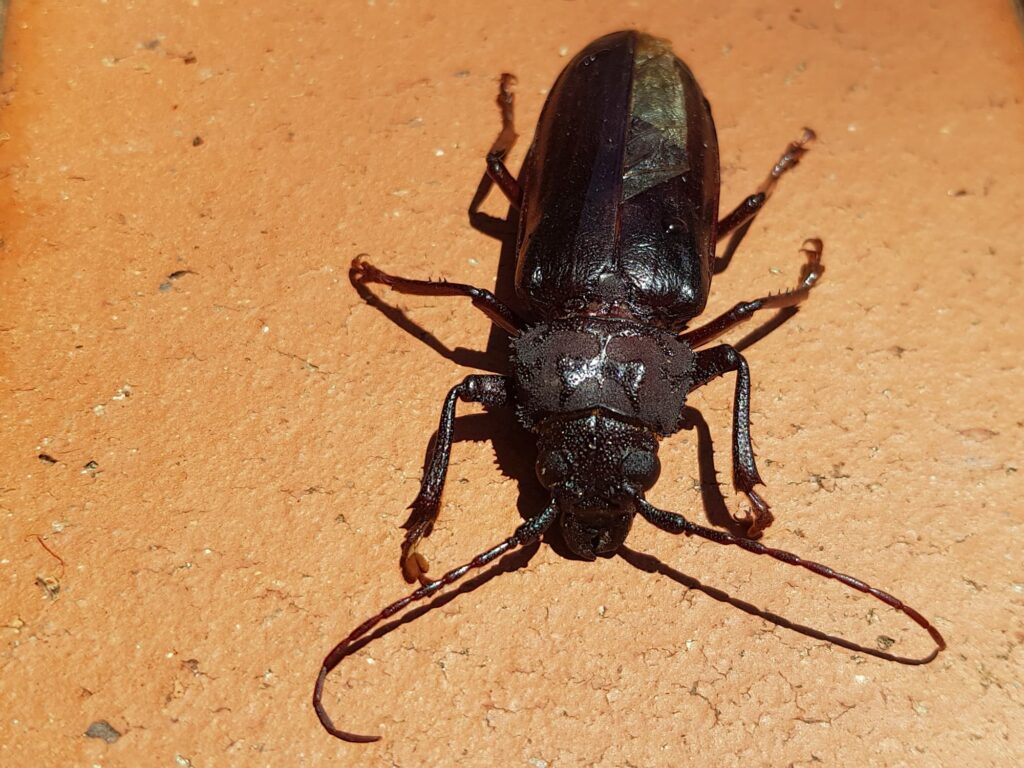 Eurynassa servillei (member of Tooth-necked and Aberrant Longhorn Beetles), Alice Springs NT
