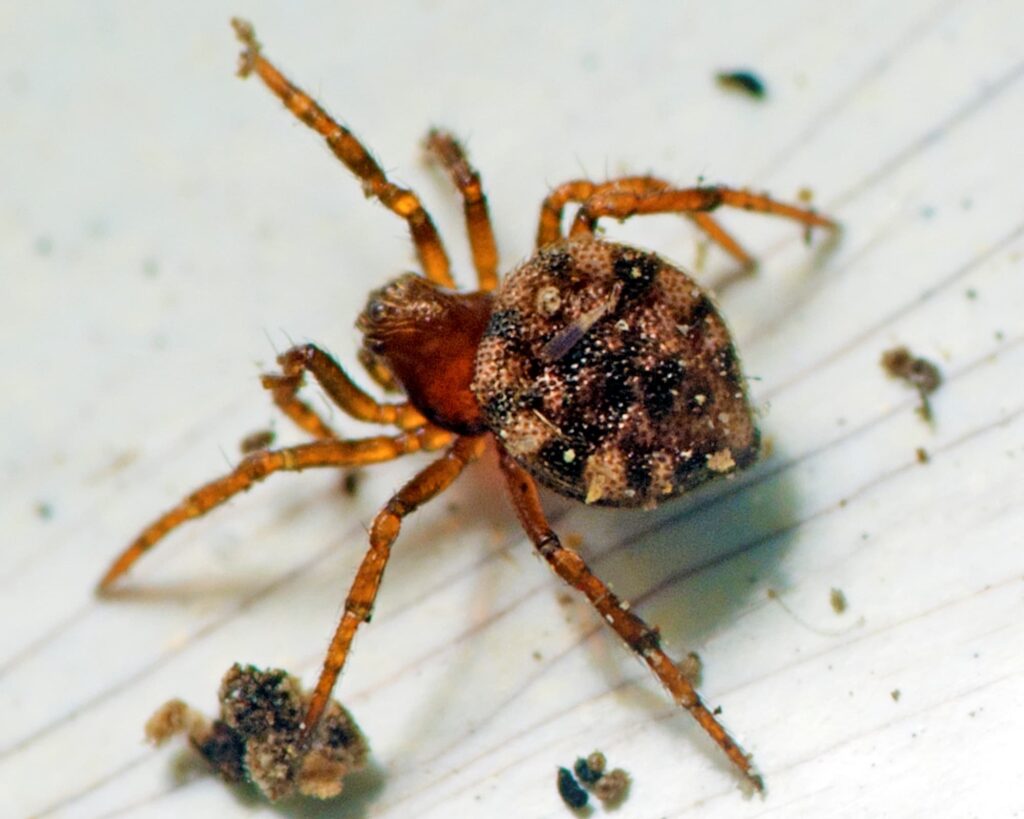Euryopis petricola, Murrumba Downs QLD © Tony Eales