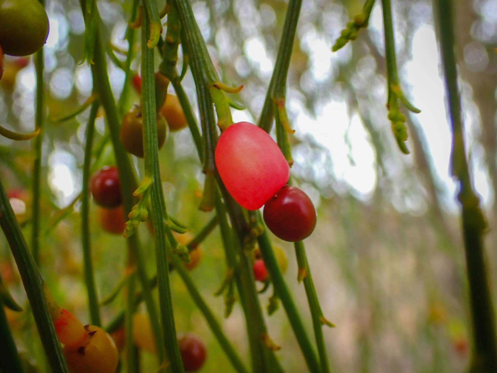 Exocarpos sparteus (Broom Ballart), near Ongerup WA © Terry Dunham