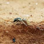 Desert Reed Bee (Exoneurella eremophila), Alice Springs NT