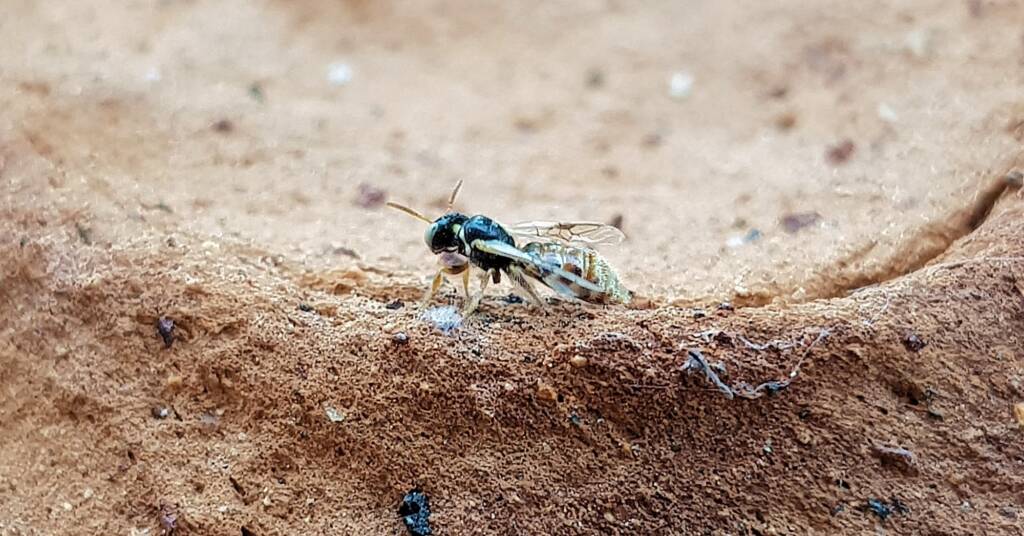 Desert Reed Bee (Exoneurella eremophila), Alice Springs NT